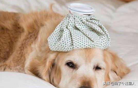 狗狗发烧食欲不振没精神怎么办,狗狗犬瘟发烧用什么药退烧最好