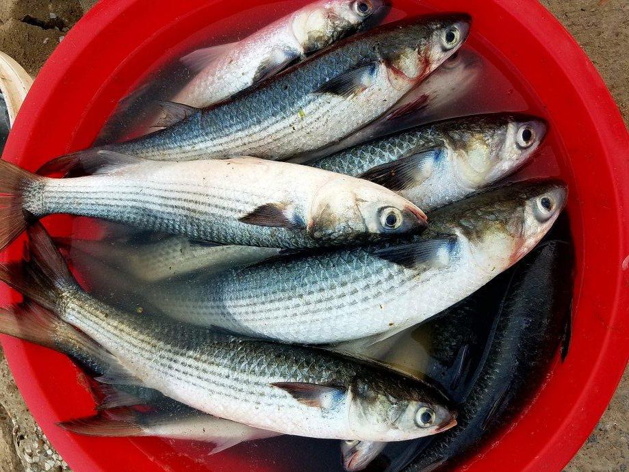 鱼为什么死了也不会闭上眼睛说说,鱼死了为什么眼睛不闭眼