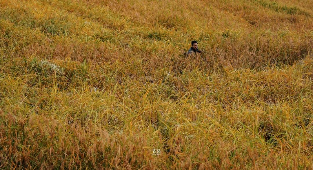 农造田野丨总有一根神经通往乡野|月亮山百里梯田