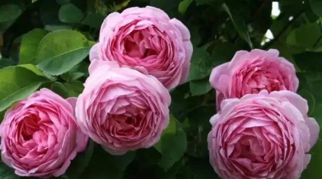 每天学习一点点——100种玫瑰品种科普