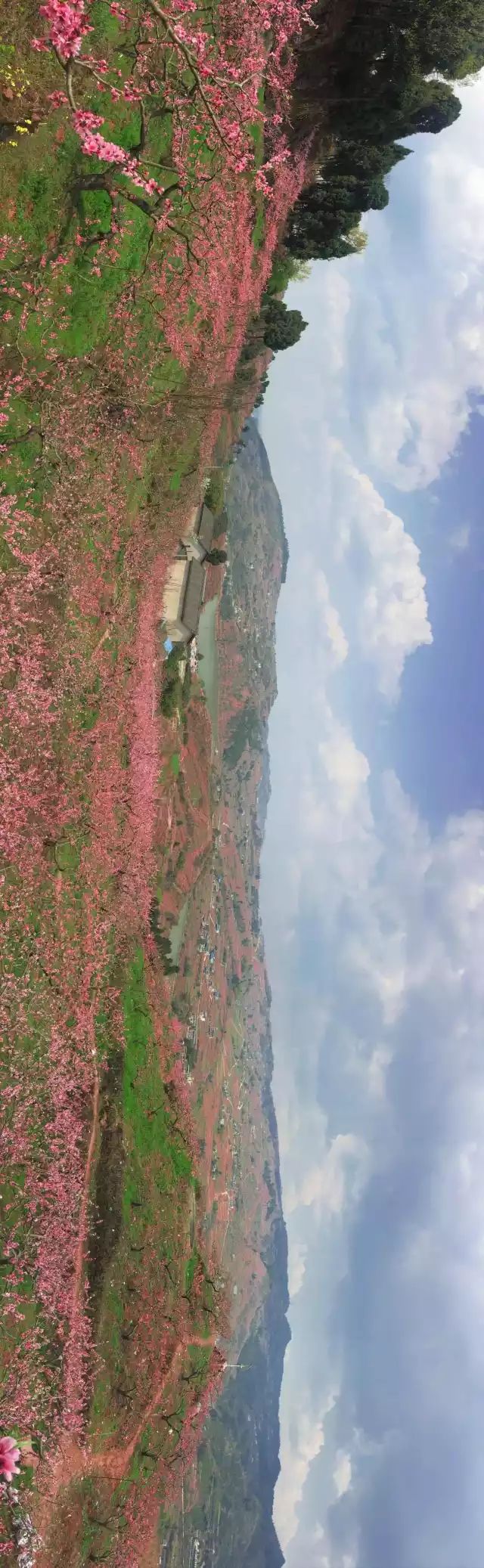 半个月后成都即将美翻全国，17处美景玩转整个春天！