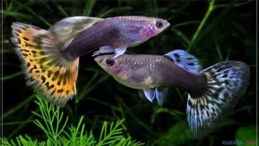 刚出生的孔雀鱼苗和大孔雀鱼混养,刚出生的孔雀鱼苗要不要捞出来