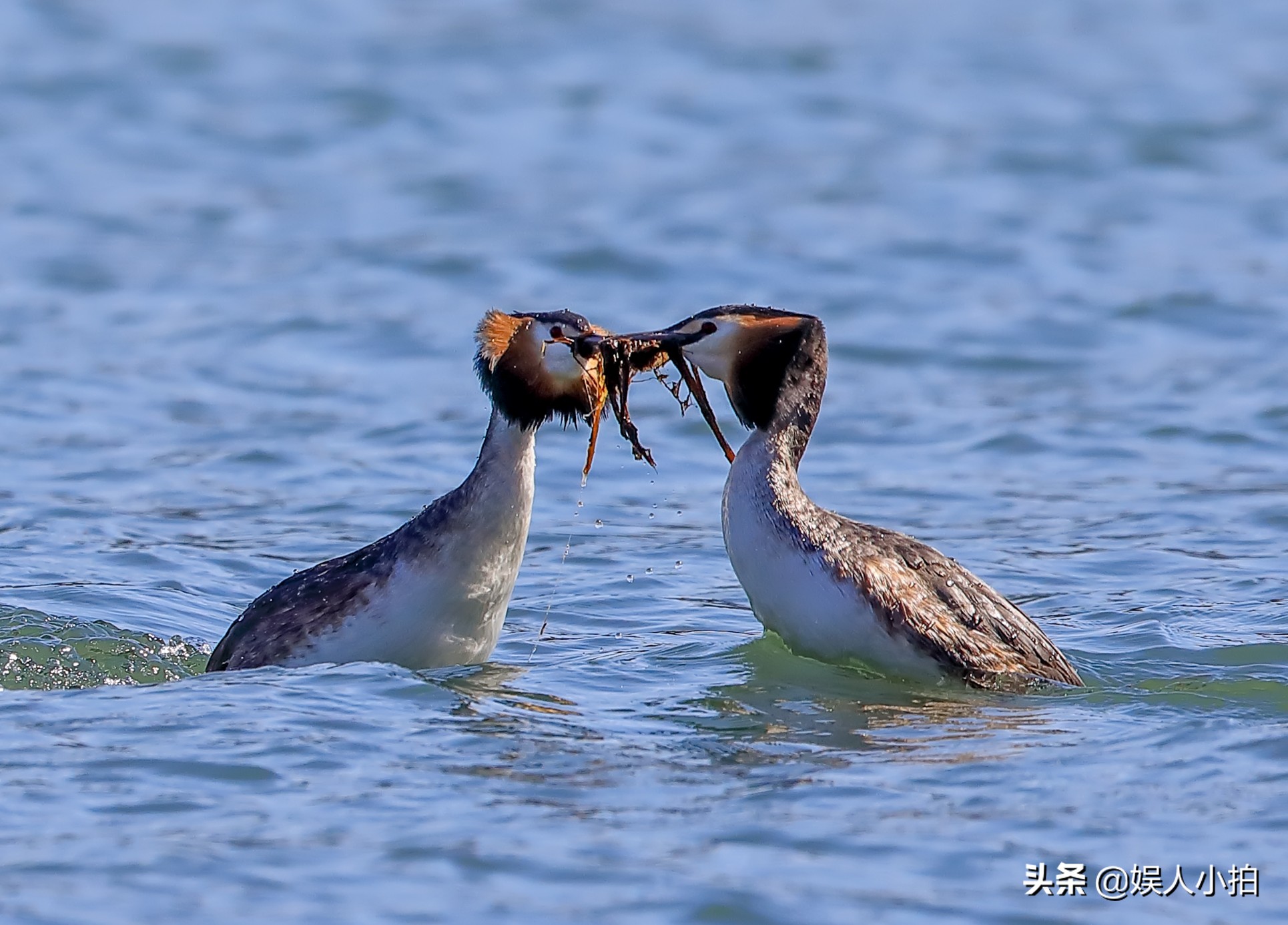增倍镜是看什么时候用的,增倍镜怎么配置好