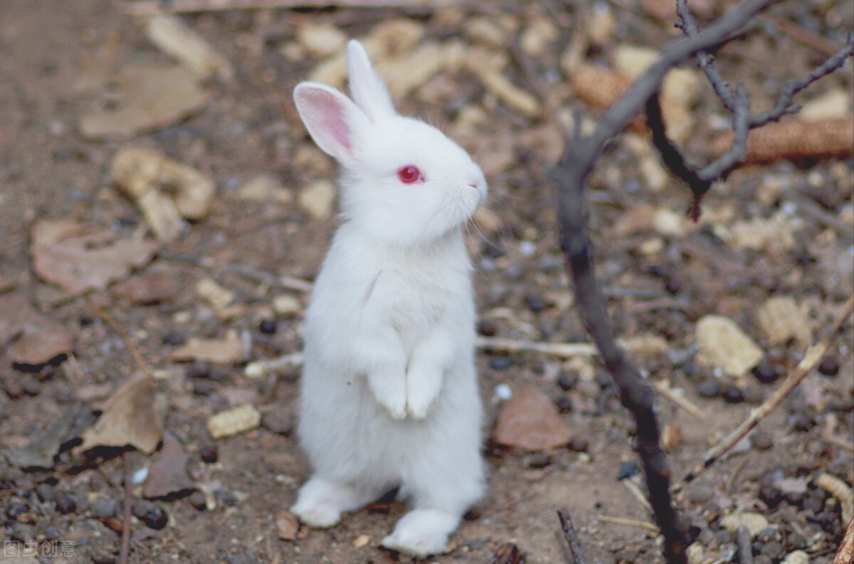 养兔子怎么解决兔子的粪便,养兔怎么处理粪便