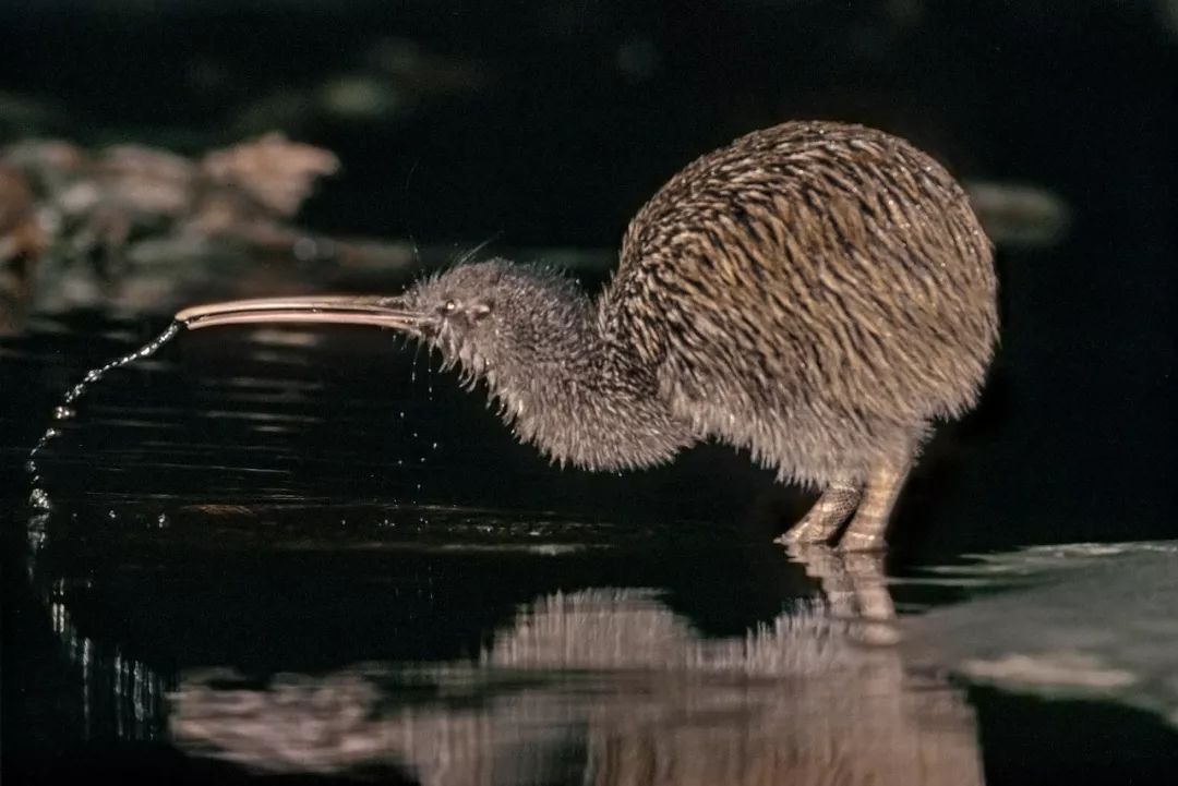 新西兰为什么那么发达,新西兰为什么这么牛