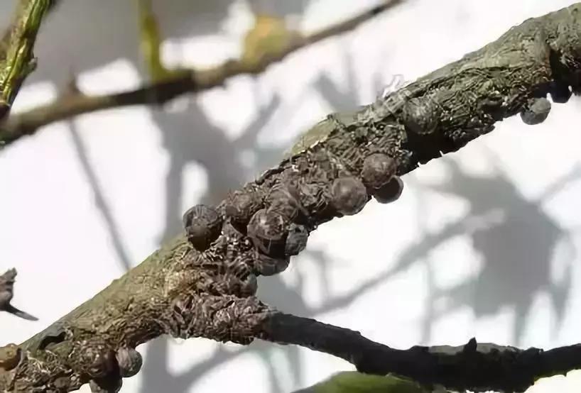 果树蚧壳虫怎么根除4月,果树蚧壳虫最快消除办法