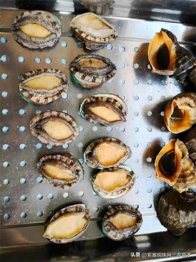 爱上一座城爱上一个人短视频,长岛大壮渔家民宿团购