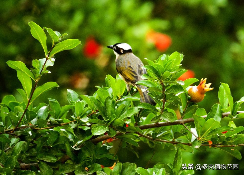 石榴树的养护知识,什么石榴树果子长得又大又甜