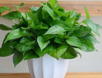 绿萝冬天怕冻吗,绿萝冬天会长吗