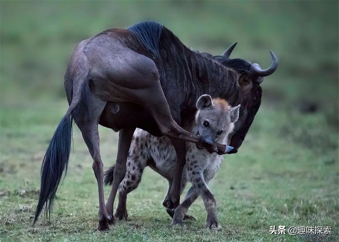 人若碰到“掏肛大王”鬣狗怎么办？是拔腿就跑，还是下蹲捡石头？