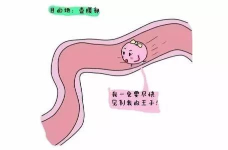 输卵管积水什么时间会倒流,什么情况下输卵管积水会倒流