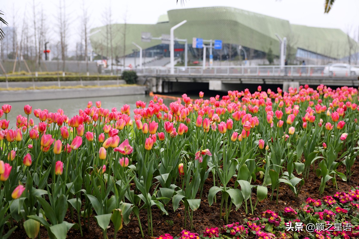 宁波最大的郁金香基地,宁波郁金香在什么地方