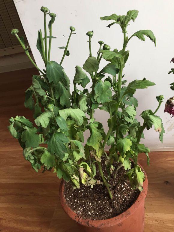 秋菊有花苞怎么浇水,秋菊叶子枯萎