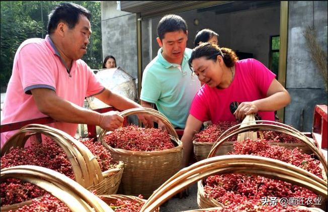 花椒如何采摘,花椒怎么才是熟了