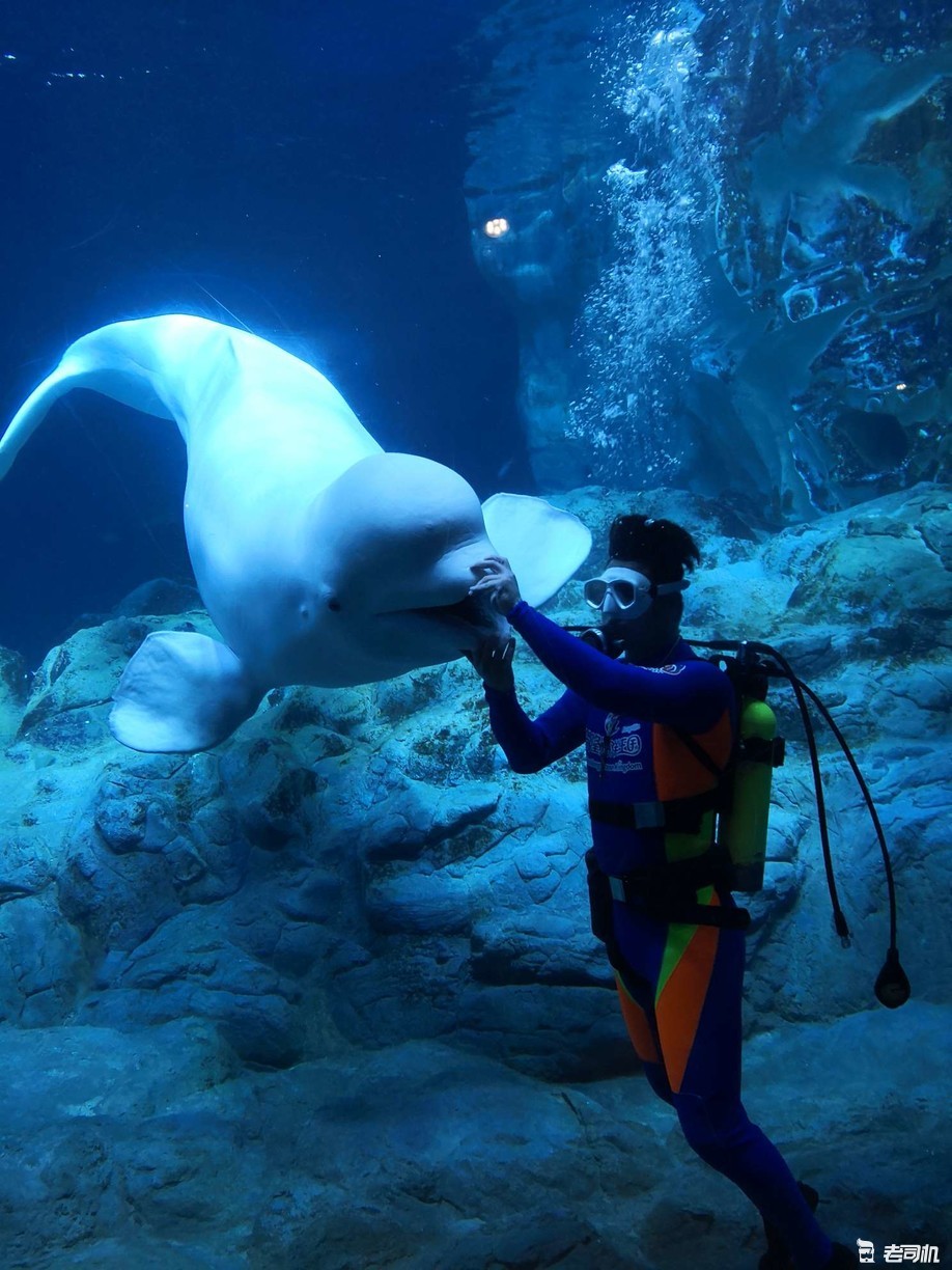 珠海长隆海洋王国攻略2天亲子游,珠海长隆海洋王国亲子游北极熊