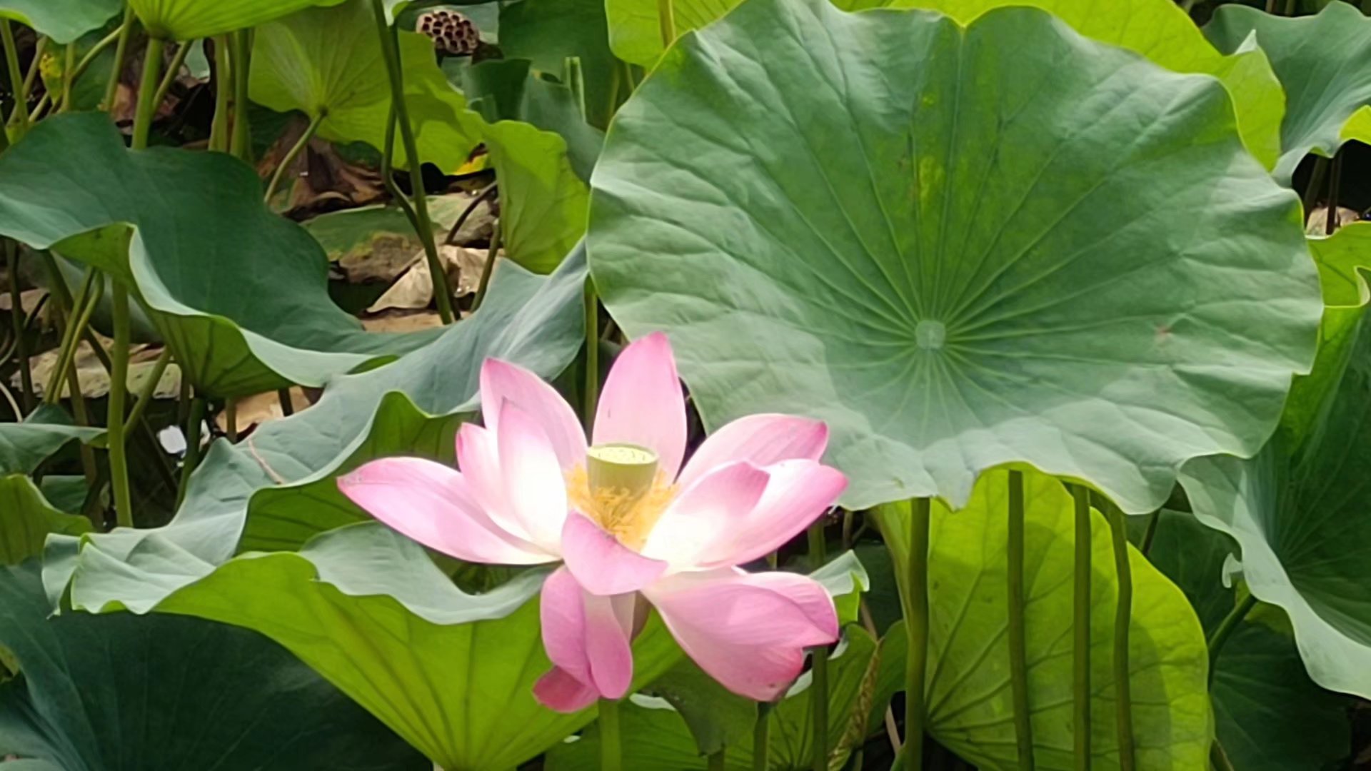 出淤泥而不染濯清涟而不妖原文,出淤泥而不染濯清涟而不妖行书