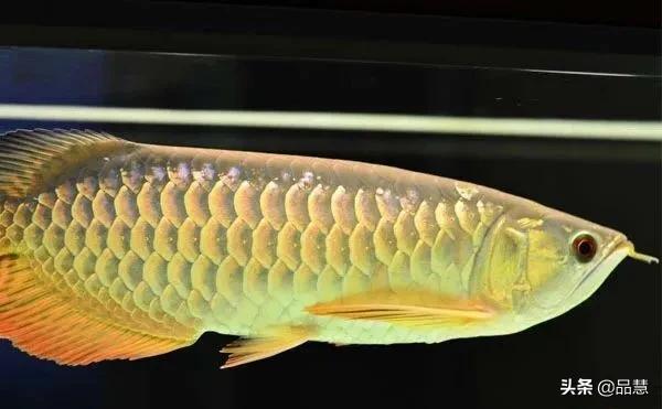 十种便宜又漂亮的龙鱼,一旦拥有别无所求是什么广告