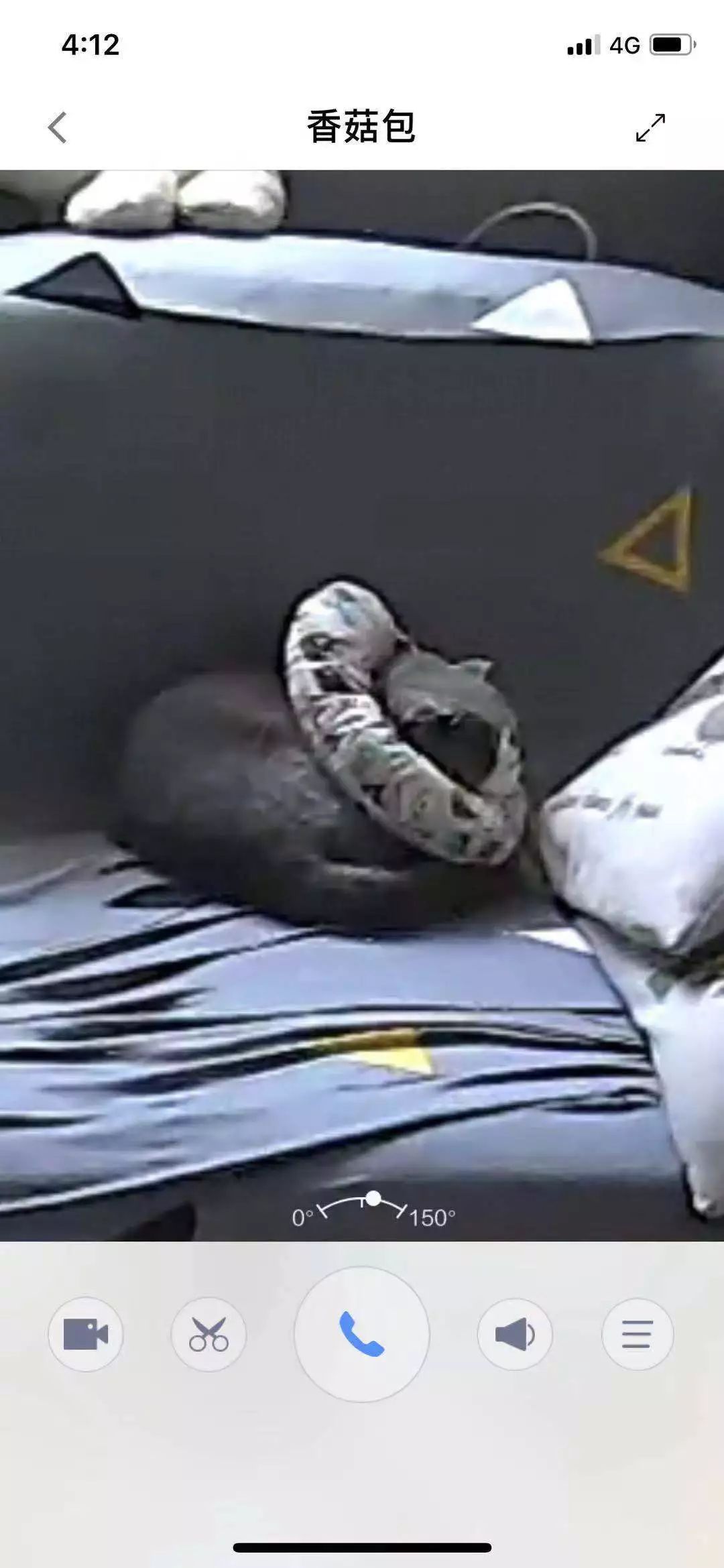 猫咪绝育头套需要戴几天,猫咪绝育后戴项圈不吃饭