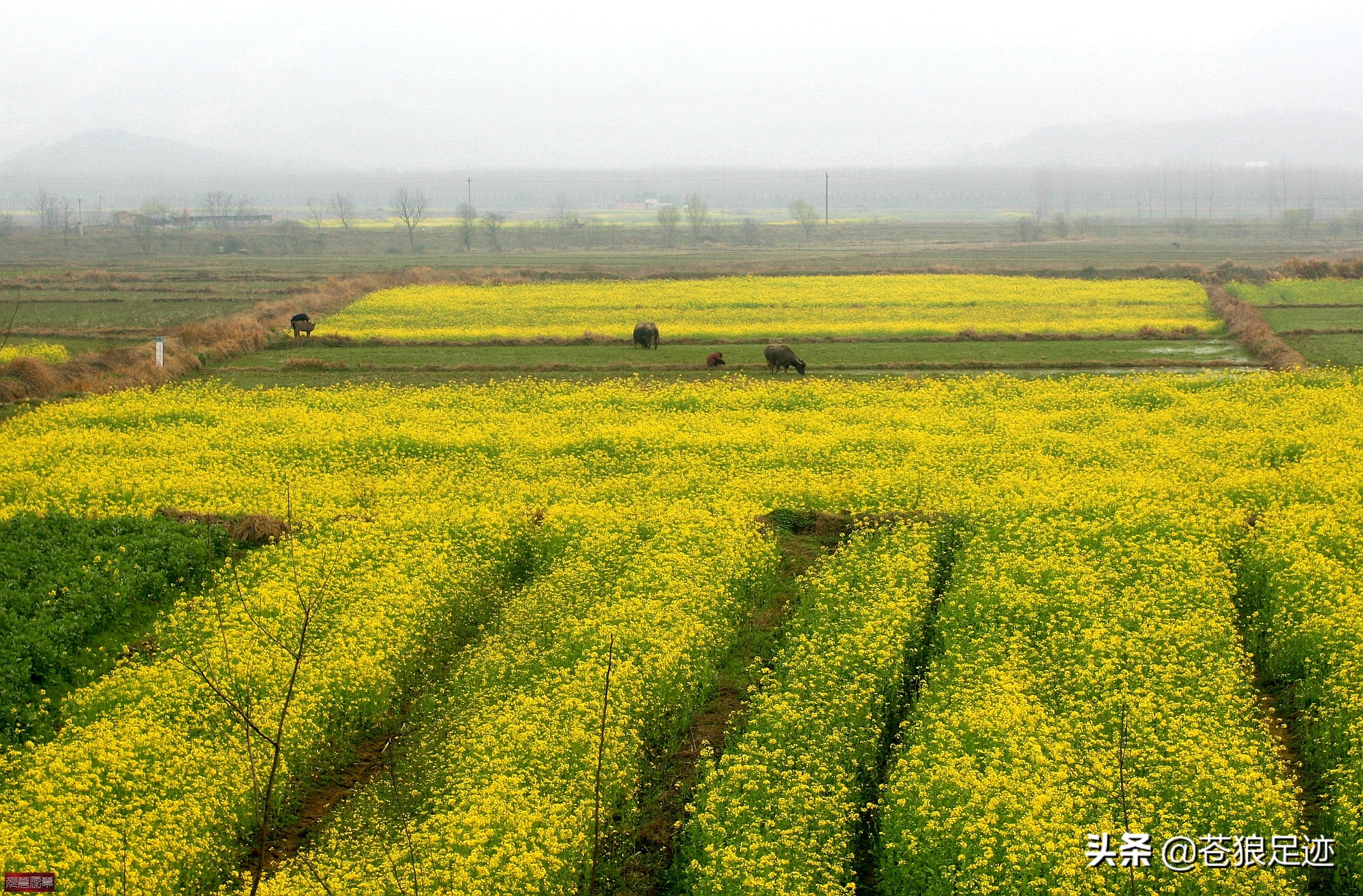 黄鹤楼滕王阁岳阳楼江南三大名楼,江南三大名楼岳阳楼记