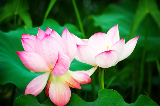 盛夏来一场赏荷盛宴