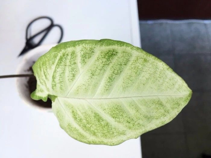 耐阴适合在厕所养的植物,耐阴的室内水培植物排行榜