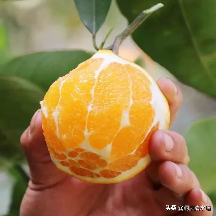 正宗的麻阳冰糖橙,麻阳冰糖橙糖分高吗