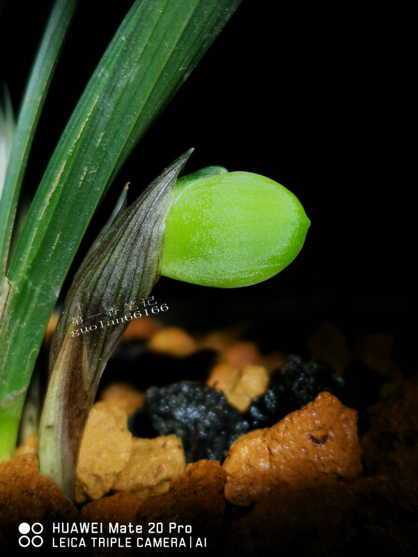 艺兰频道兰花价格,兰花养护掌握6点