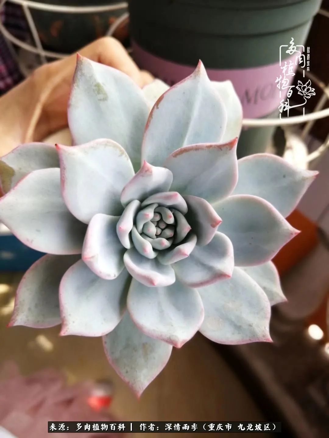 在重庆养多肉养的是一种信仰,重庆养多肉适合用什么土