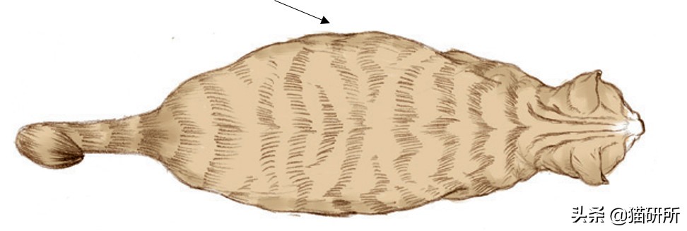 幼猫猫咪的体重多少才是正常体重,猫咪肥胖标准图