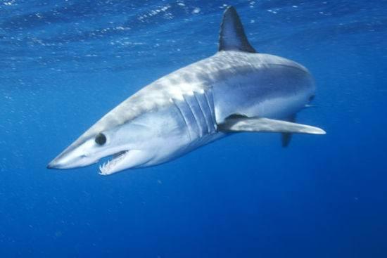 哪种鱼的鱼翅营养,鱼翅是啥东西