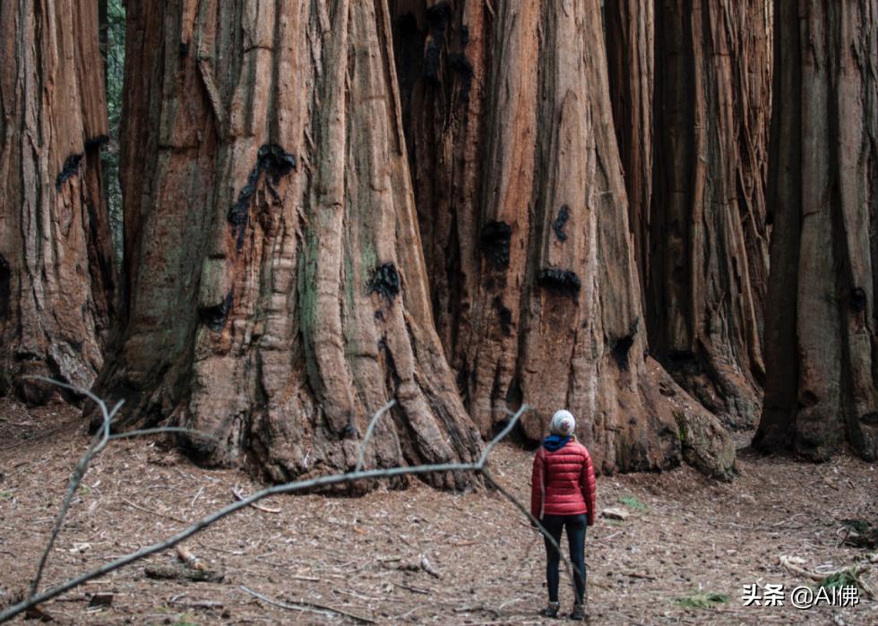 美国最受欢迎的五个州,美国最受欢迎的景点排行榜