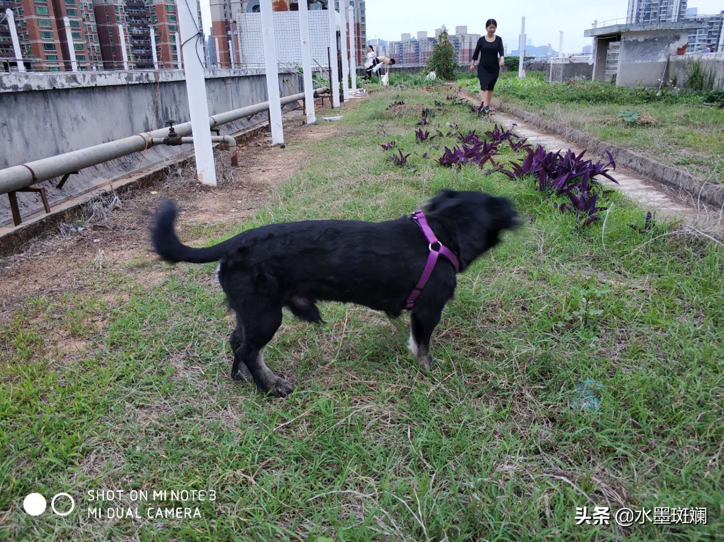 狗狗的发情期，教你几招寻找离家出走的毛孩子！