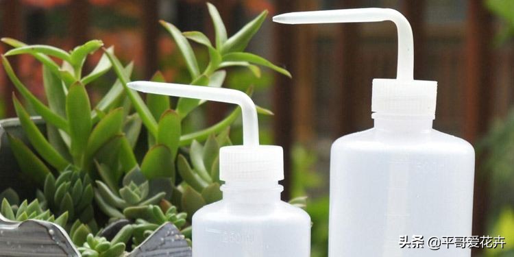 植物降温用什么药,植物降温