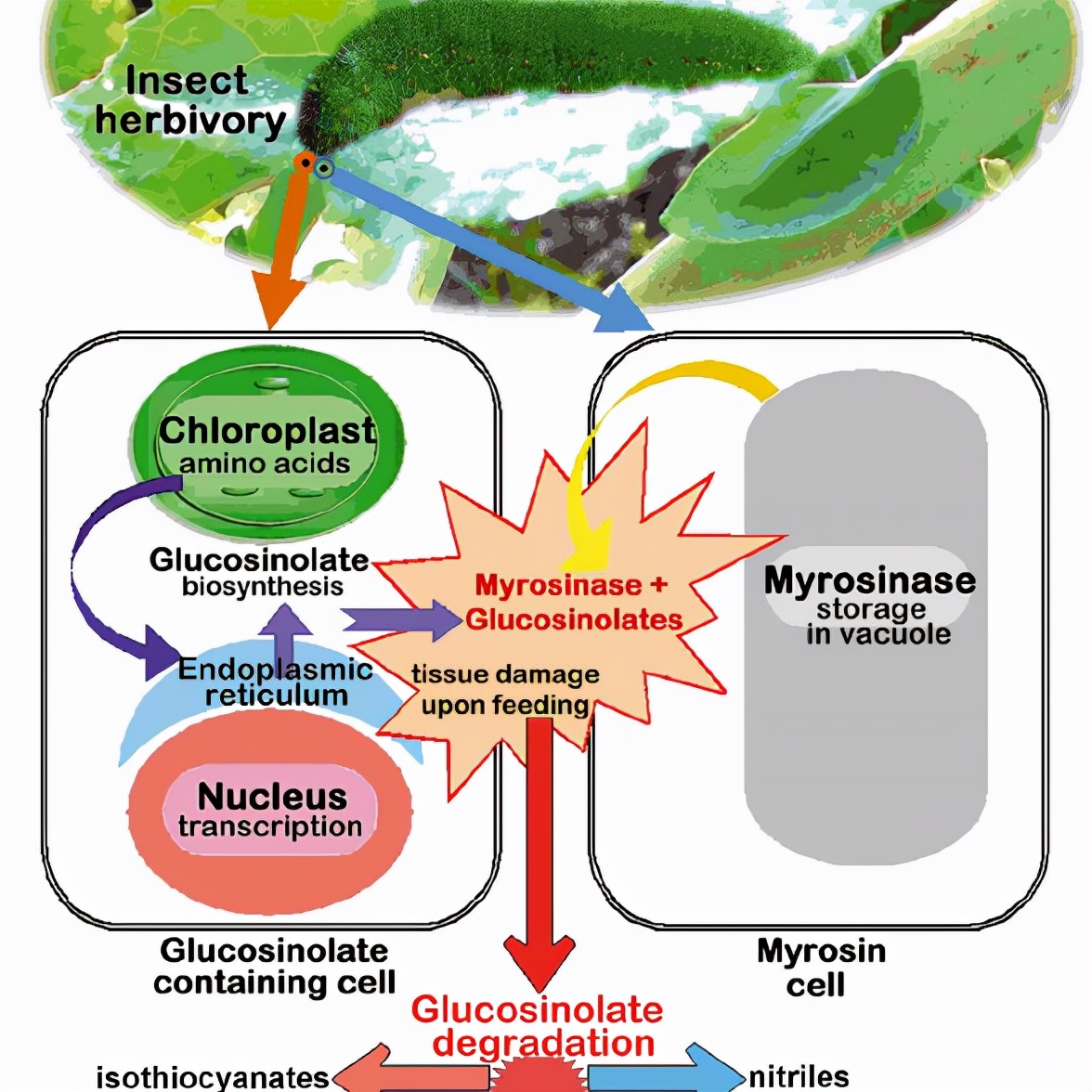 吃辣椒和吃芥末一样吗,辣椒和芥末哪个更刺激