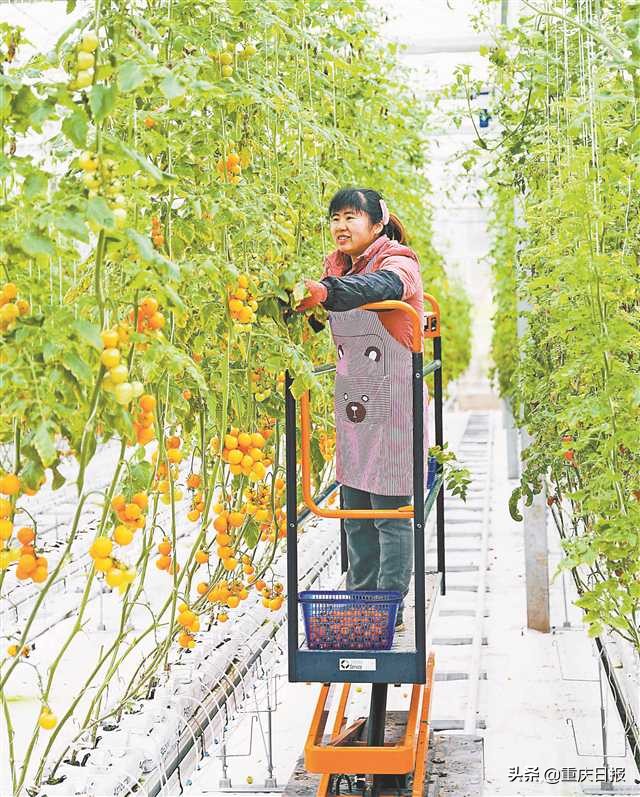 鍐滃満杞瀷缁忚惀妯″紡,鍐滀笟铦跺彉鍐滃満鎼嚎涓婅交鏉惧綋鍐滄皯