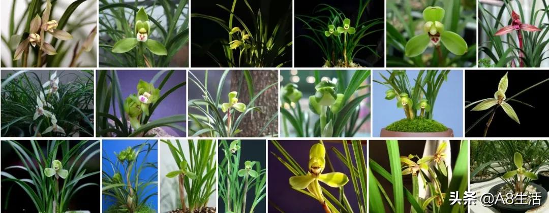 每日一品栏目,每日一品七律