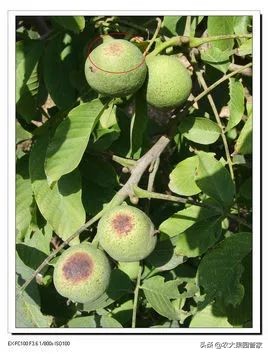 怎么才能种好核桃,种哪种核桃好吃又有营养