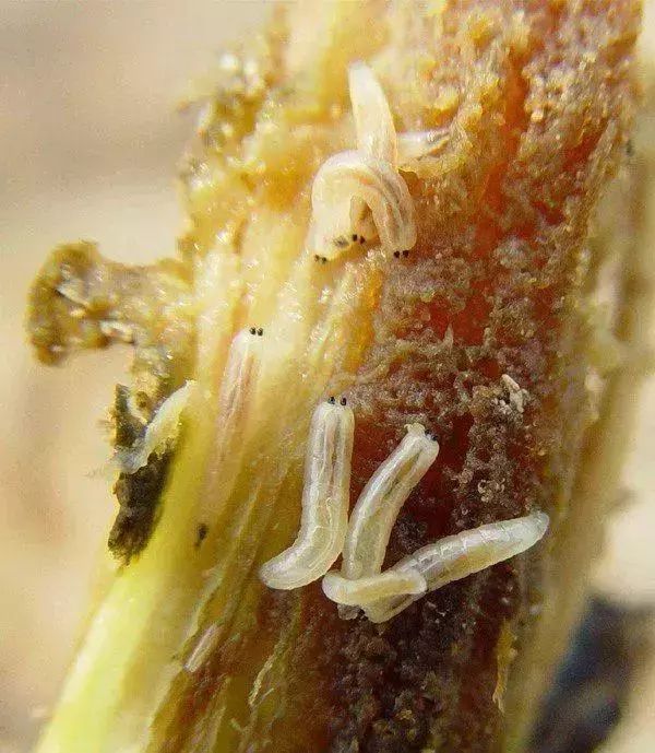 蔬菜害虫防治大全,蔬菜害虫最佳防治方法