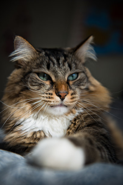 有些人家里养了非常多的猫咪,很多人都养猫咪的原因