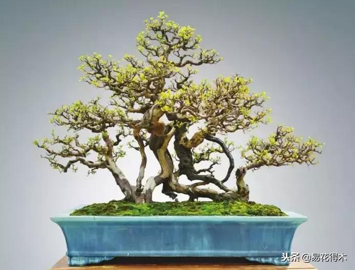 鬼斧神工的侧柏盆景图,鬼斧神工盆景效果图