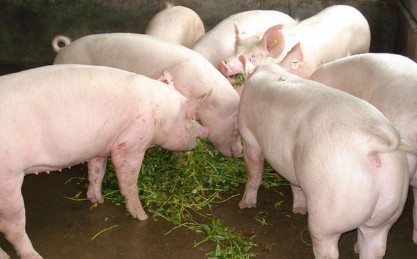 母猪产后乳房有硬块怎么治疗,母猪产后乳房有疙瘩是什么病