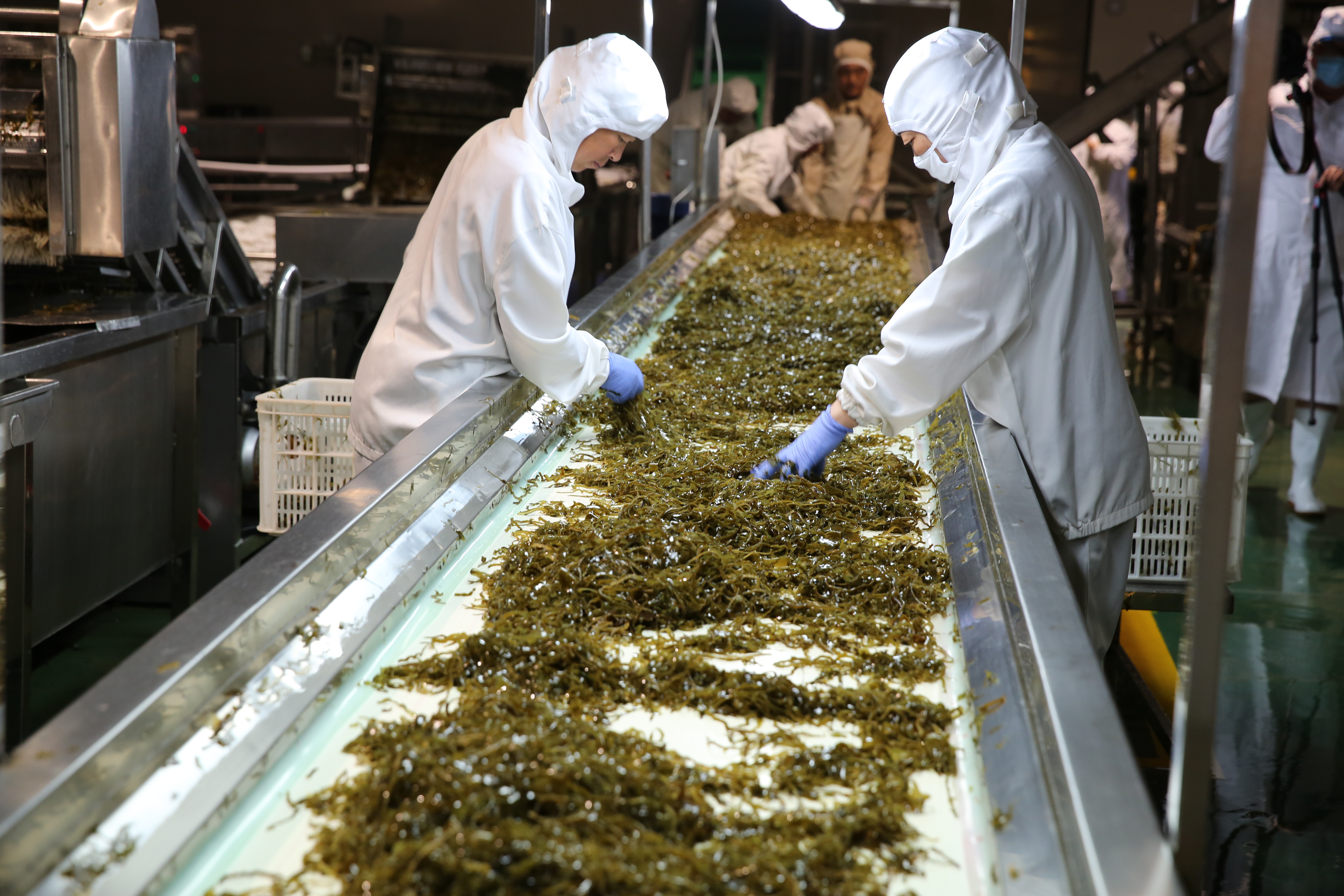 培育万亿海洋牧场产业集群,海洋牧场建设回顾与展望