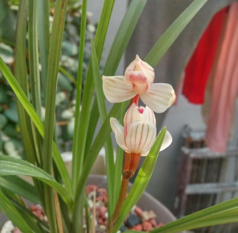 冬天移栽兰花12月份怎么快速服盆,兰花弱苗移盆注意事项