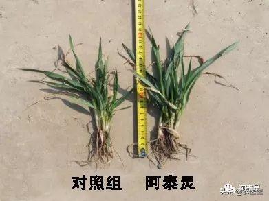 水稻种子需要做哪些处理,水稻种子催芽问题应对