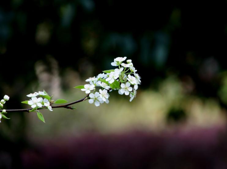 原创诗词14首,经典诗词36首