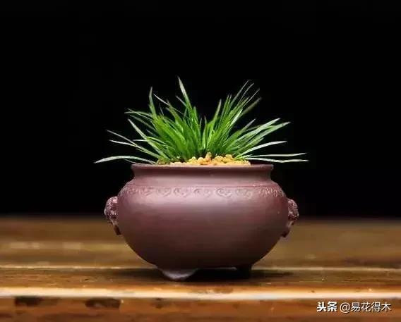 文房菖蒲怎么养殖,菖蒲的养护方法