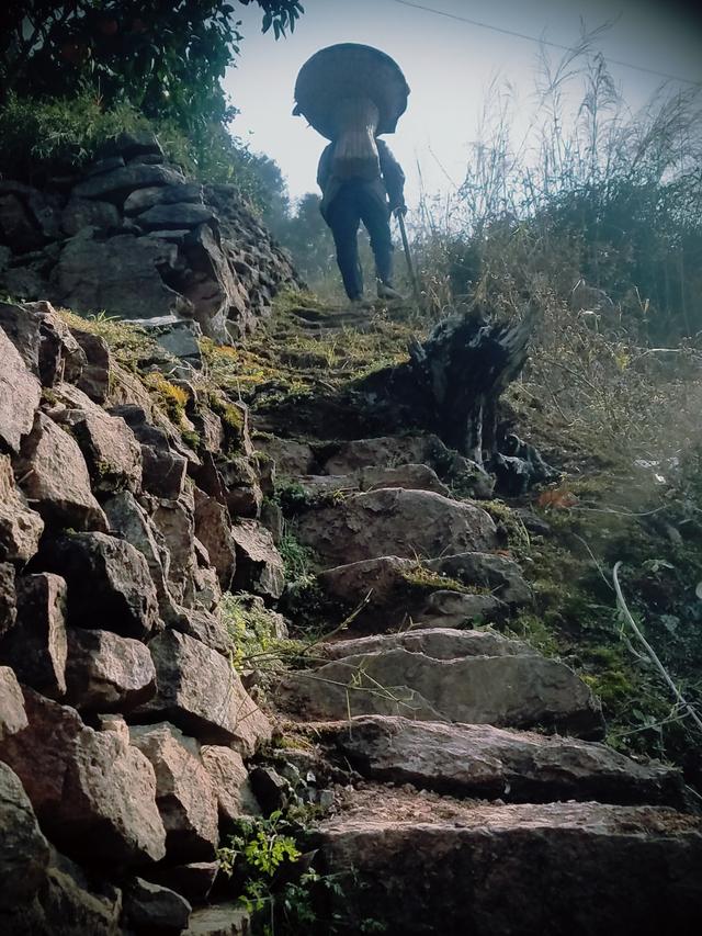 秭归一年四季都有哪些橙子,秭归悬崖上的橙子