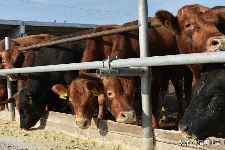 牛结节性皮肤病疫苗注射方式,牛结节性皮肤病接种方法