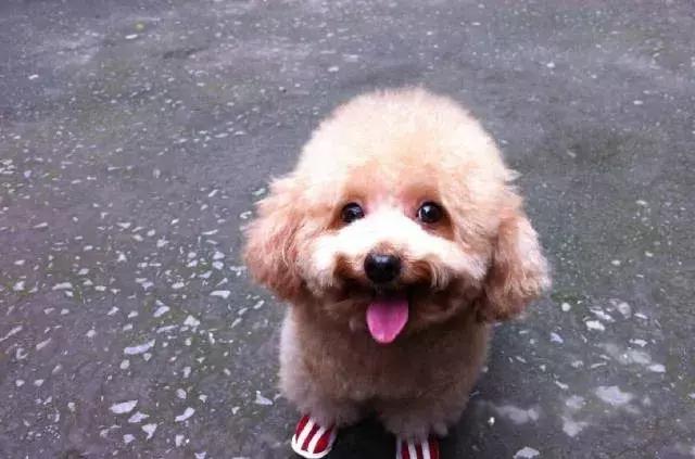 泰迪狗怎么训练视频教程大全,泰迪狗怎么训练捡球