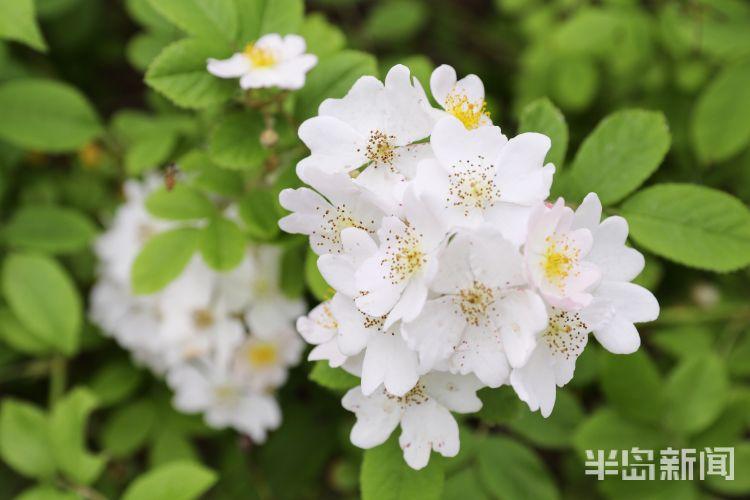 荼蘼花蕴含的哲理,荼蘼花佛教含义